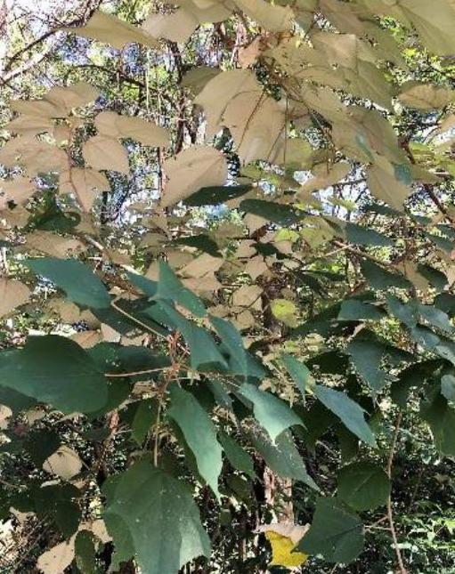 白匏子，葉面綠色，葉背白色。