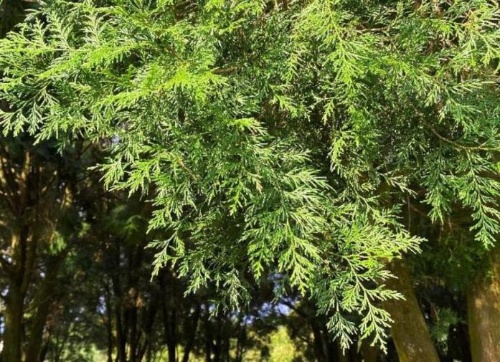 臺灣肖楠樹幹。