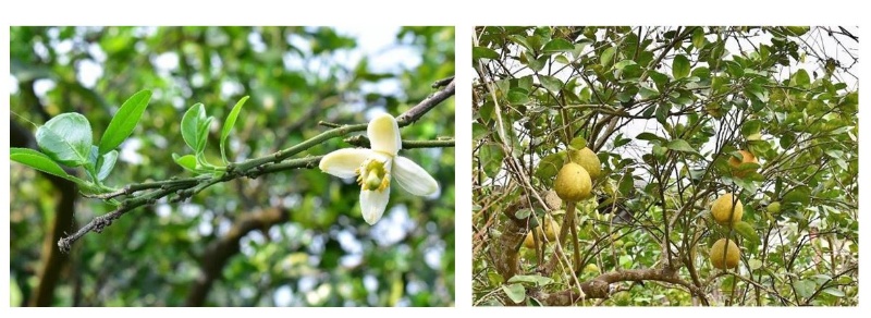 柚樹開花與結果。
