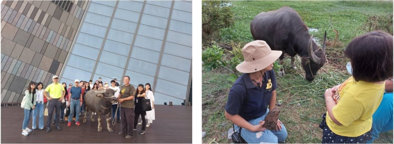 蘭博第一次有耕牛出現，民眾感到非常新奇。 / 右圖：牛頭司耕牛小學堂向小朋友介紹牛的習性及牛糞再利用。