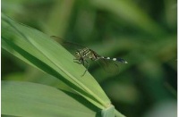 南澳闊葉林自然保留區-雲霧中的鬼湖，神秘湖的蜻蛉相(二)