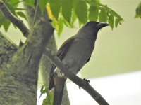 蘭博鳥事一籮筐─暫停．反思．播放