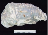 噶瑪蘭族的飲食