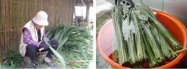 左：刮去葉片的刺 / 右：預防乾枯泡在水中的林投葉