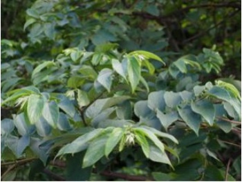 製作獨木舟的木頭用材質輕的ribuk（山黃麻）最好了(賴建丞 攝)