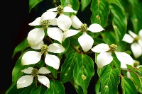 雪白映四面 風采照八方 - 談傳奇百年老樹「四照花」