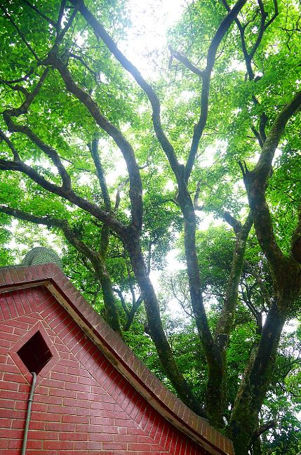 頭城山上的山神廟守護這株優美的四照花老樹。