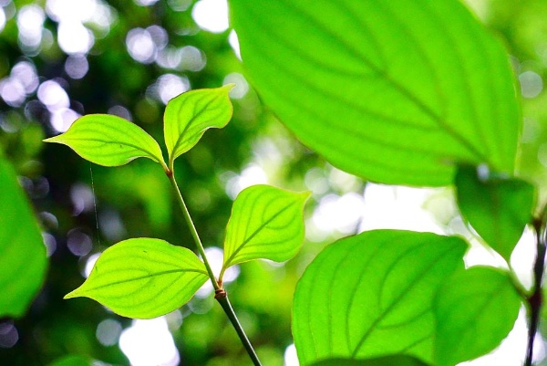 四照花的葉全緣對生，中肋和葉緣微帶紫紅色。