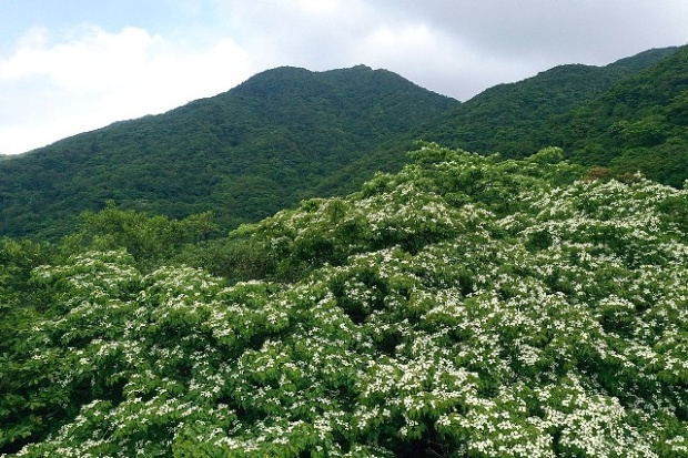 雪白映四面，風采照八方的四照花，譜成初夏宜蘭山區最美麗的畫面。