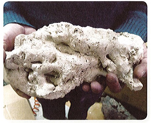 未經處理的珊瑚