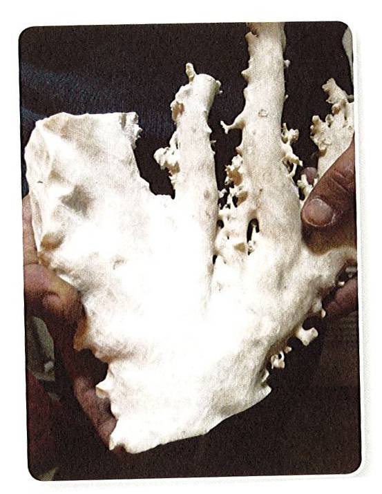 初步磨砂、拋光過的珊瑚。