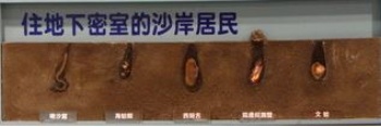 住在沙子裡的生物