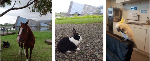 左圖：來了一隻除草義工-小馬。/ 中圖： 跑來烏石港驛站逛大街的小兔兔。/ 右圖：忽然飛進來辦公室的鸚鵡。
