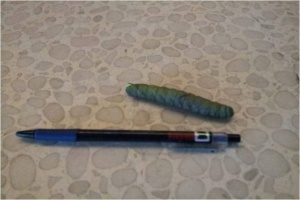 烏石港驛站發現的大毛毛蟲。