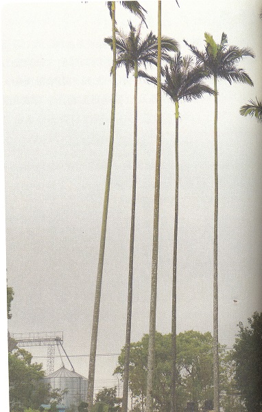 為了能在園區中快速找到水井而栽種的亞歷山大椰子