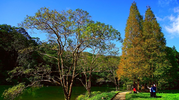 福山植物園2株移植保育的水社柳形態優美