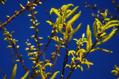 水社柳雄株花序為金黃色長穗狀的葇荑花序，十分吸睛。