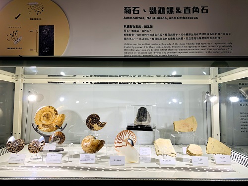 展示櫃內可見豐富的菊石、鸚鵡螺和澄江生物群化石