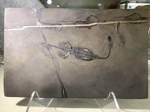 發現於中國貴州(Kweichow，China)，中生代三疊紀的貴州龍化石。