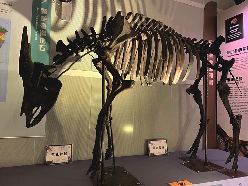 德氏水牛的化石模型