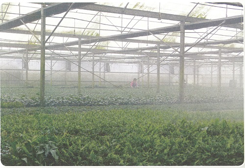 勝洋休閒農場的水草養殖場
