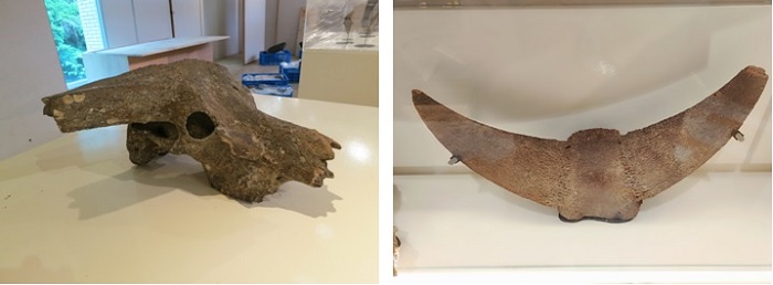 左圖：德氏水牛頭骨化石 / 右圖：德氏水牛牛角化石