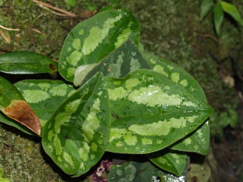 大花細辛的花朵躲藏在葉片底下