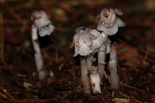 晶瑩剔透的水晶蘭沒有葉綠素