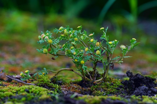 蘭陽田野的珍稀嬌客─山芫荽