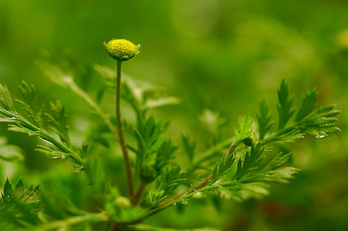 頭狀花序是菊科山芫荽的鑑別特徵之一