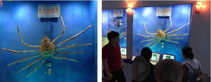 左圖：台灣最大型的螃蟹─甘氏巨螯蟹標本。2019年攝 / 右圖：北關螃蟹博物館內標本區展示最大的螃蟹標本。2019年攝
