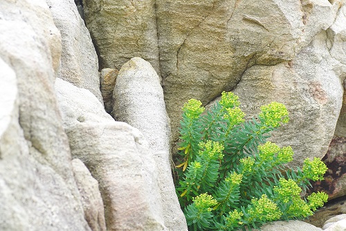 叢生的岩大戟族群侷限，被列為國家易危植物。