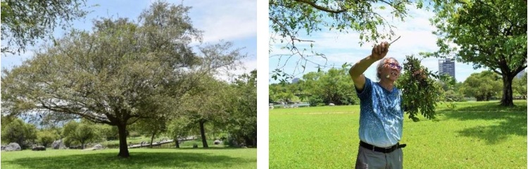 左：榔榆，俗稱紅雞瘤 / 右：榔榆樹位於大圓形草坪廣場北側