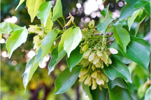 台北三角楓的葉片參雜不裂的長橢圓葉，是典型的雜交物種。