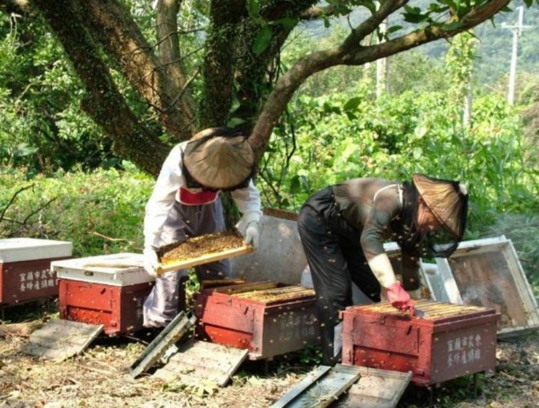 宜蘭市農會養蜂產銷班工作情形 / 年代不詳 / 蜂采館提供