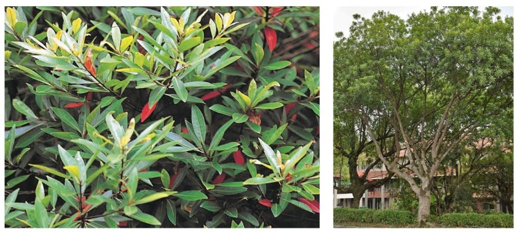 左：杜英常綠，葉凋零前會變紅。/ 右：杜英植株。