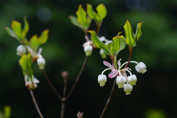 繖狀排列的臺灣吊鐘白色花序極具觀賞價值。