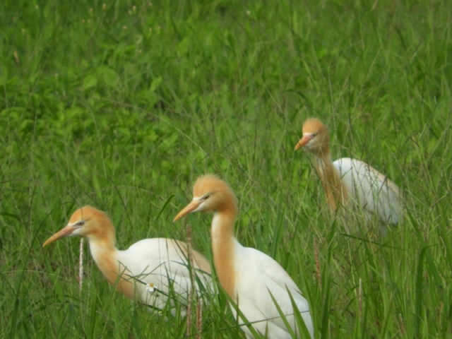 在繁殖季時，黃頭鷺的頭、前頸、胸部會長出漂亮的橙黃色羽毛。