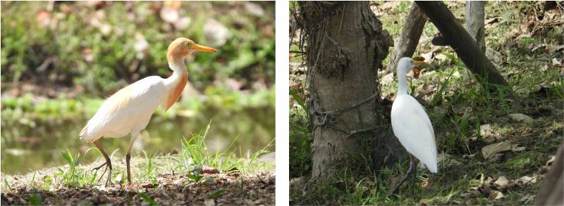 左圖：長出黃色繁殖羽的黃頭鷺。/ 右圖：非繁殖季節的黃頭鷺，外型與小白鷺很類似。