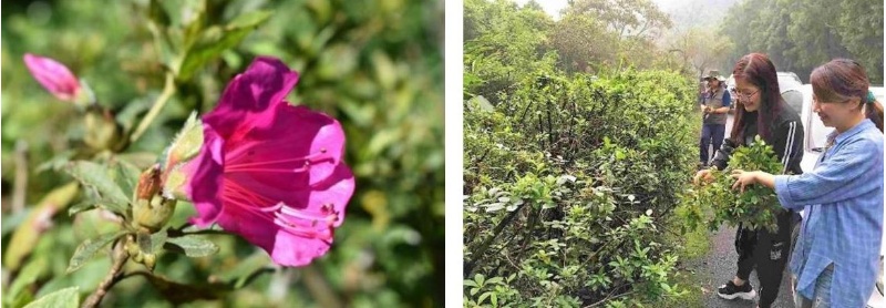 左：剛剛開花的艷紫杜鵑。/ 右：採集杜鵑枝葉。