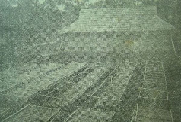 煙草苗圃 (照片來源：台灣と海外社編，1937，《台灣專賣事業年鑑人物編》，編者)