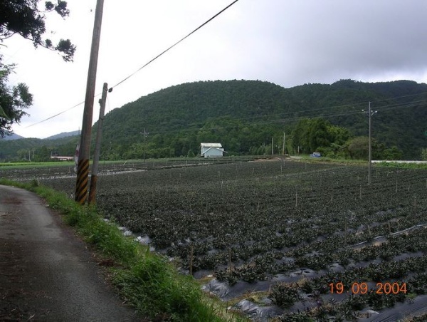 雙連埤今已無稻田，全部改成雜作，以紅鳳菜、薑為大宗