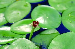 蓴菜 (邱錦和 攝)