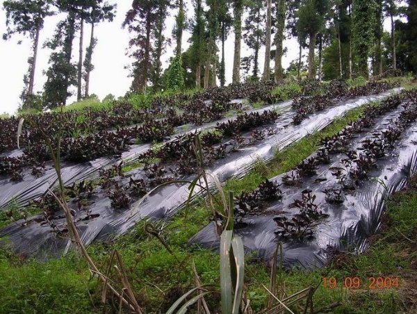 現今的山坡地上種滿了紅鳳菜