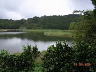 清除整理過後的埤塘，多了清爽卻除去了許多原生種的水生植物