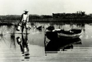 因水患嚴重，無法栽種