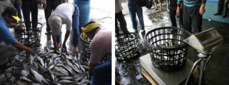 將捕回來的魚分裝到規定的籠子裡，再分別放到秤台上秤重