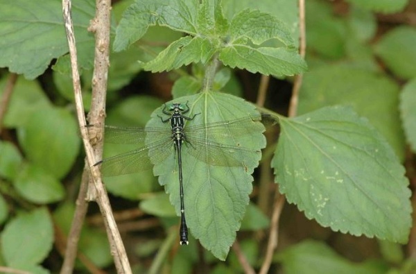 喜歡棲息在往神秘湖途中的一些小山澗，或湖邊較茂密的森林內的紹德春蜓