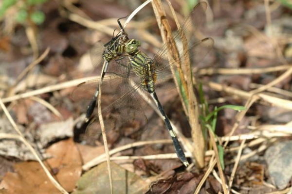 杜松蜻蜓捕食杜松蜻蜓