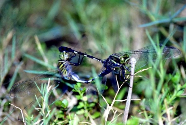杜松蜻蜓交尾